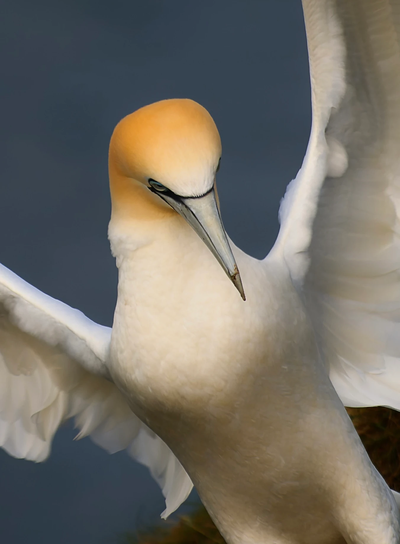Northern Gannet taken by Ivan Nethercoat