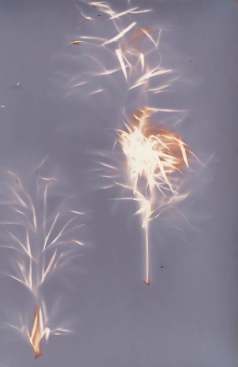 Lumen Print on Expired Photographic Paper